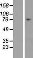 OVGP1 / Oviductin Protein (Over-Expression Lysate Myc-DDK (Flag))