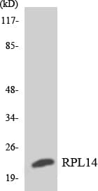 RPL14 / Ribosomal Protein L14 Antibody (aa57-106)