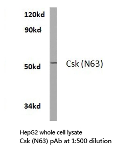 Polyclonal Rabbit anti-Human c-Src Kinase / CSK Antibody (Asn63, IF, WB)