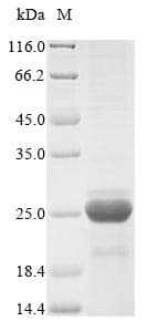 Barley DHN1 Protein (Recombinant 10His, N-terminus + Myc, C-terminus)