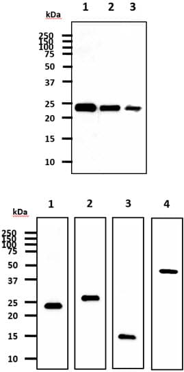 Monoclonal Mouse anti-Human Myc Tag Antibody (clone AT19B4, WB)
