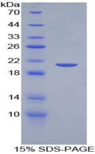 Horse TNF Alpha Protein (Recombinant His-T7)