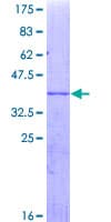 Human CYP3A4 / Cytochrome P450 3A4 Protein (Recombinant GST, N-terminus)