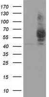PANK2 Antibody (clone OTI4B3)