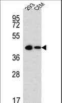 SOX2 Antibody (aa227-262)