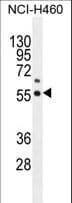 Polyclonal Rabbit anti-Human COQ6 Antibody (aa54-83, WB)