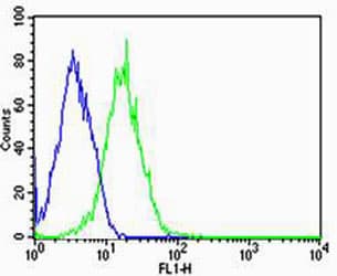 PPT1 / CLN1 Antibody (aa1-306, clone 1117CT11.2.1.4)