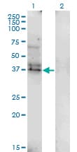 LAIR1 / CD305 Antibody (clone 2G4)
