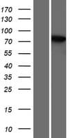 THEMIS / SPOT Protein (Over-Expression Lysate Myc-DDK (Flag))