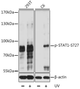 STAT1 Antibody (phospho-Ser727)