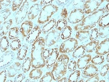 LAMC1 / Laminin Gamma 1 Antibody (clone A5, Ready-to-Use)