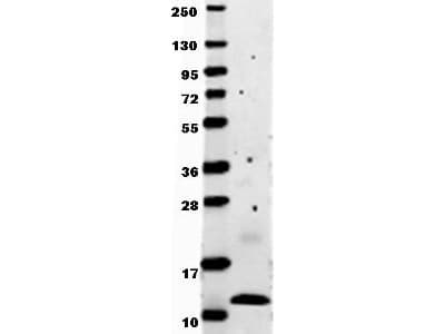 Polyclonal Rabbit anti-Human CCL2 / MCP1 Antibody (WB)