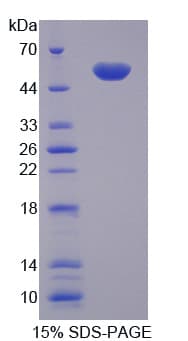 Pig LBP Protein (Recombinant His)