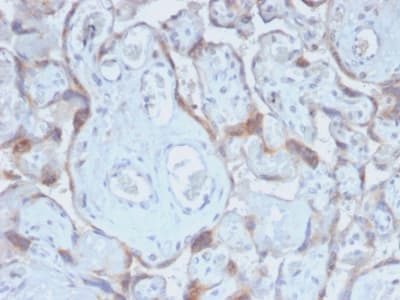 Recombinant Monoclonal Rabbit anti-Human TIMP2 Antibody (clone TIMP2/2488R, Azide-free,Carrier-free, N-Terminus, aa56-66, IHC)