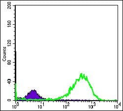 Monoclonal Mouse anti-Human HSPD1 / HSP60 Antibody (clone 3G8, IHC, IF, WB)