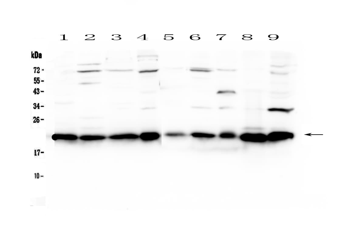 CBX3 / HP1 Gamma Antibody