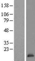 TCEB2 / Elongin B Protein (Over-Expression Lysate Myc-DDK (Flag))