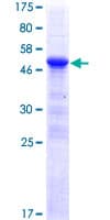 Human ZFP90 Protein (Recombinant GST)