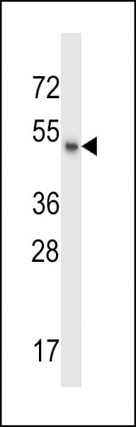 MSL1 Antibody (aa339-367)
