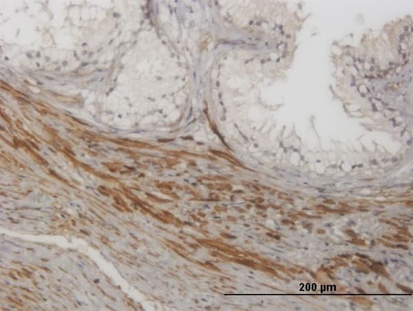 NKIRAS1 Antibody (clone 2A7)