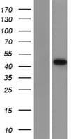 DRAK1 / STK17A Protein (Over-Expression Lysate Myc-DDK (Flag))