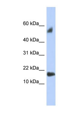 TEX19 Antibody (C-Terminus)