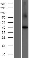 CCNI2 Protein (Over-Expression Lysate Myc-DDK (Flag))