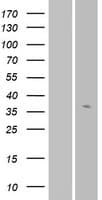 Human OR56A3 Protein (Over-Expression Lysate Myc-DDK (Flag))