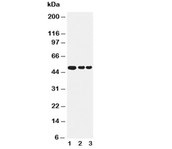GFAP Antibody (aa417-432)