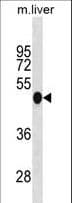 IRF3 Antibody (aa46-72)