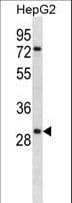 KLK10 / Kallikrein 10 Antibody (aa22-51)