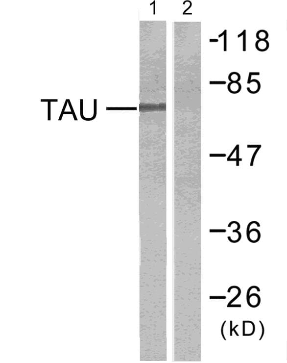 MAPT / Tau Antibody (aa706-755)
