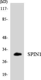 Polyclonal Rabbit anti-Human SPIN / SPIN1 Antibody (aa90-139, WB)