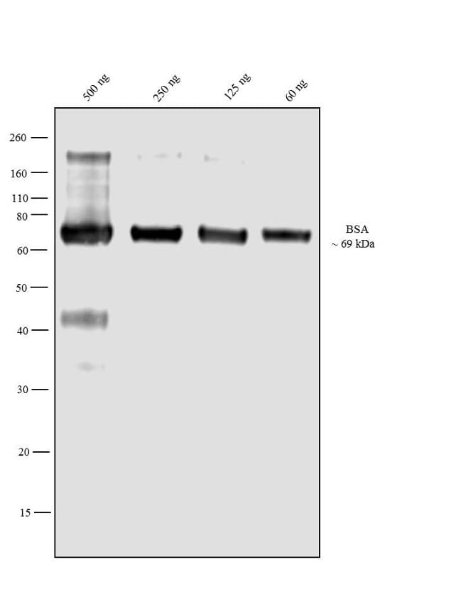 ALB / Serum Albumin Antibody