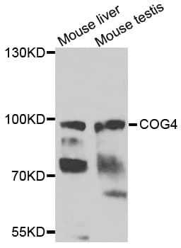 COG4 Antibody
