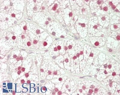 IHC-plus™ FOXK2 / ILF Antibody (clone 4A11)