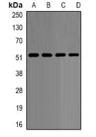 NONO / P54NRB Antibody