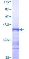 Human MAPK3 / ERK1 Protein (Recombinant GST, N-terminus)
