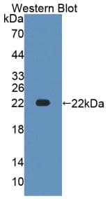 ATP1A1 Antibody (APC)