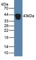 HPR Antibody (clone C1, Cy3)