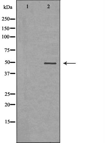SAHH / AHCY Antibody