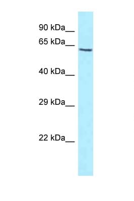 KIF1BP Antibody (aa336-385)