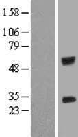 IGSF6 Protein (Over-Expression Lysate Myc-DDK (Flag))