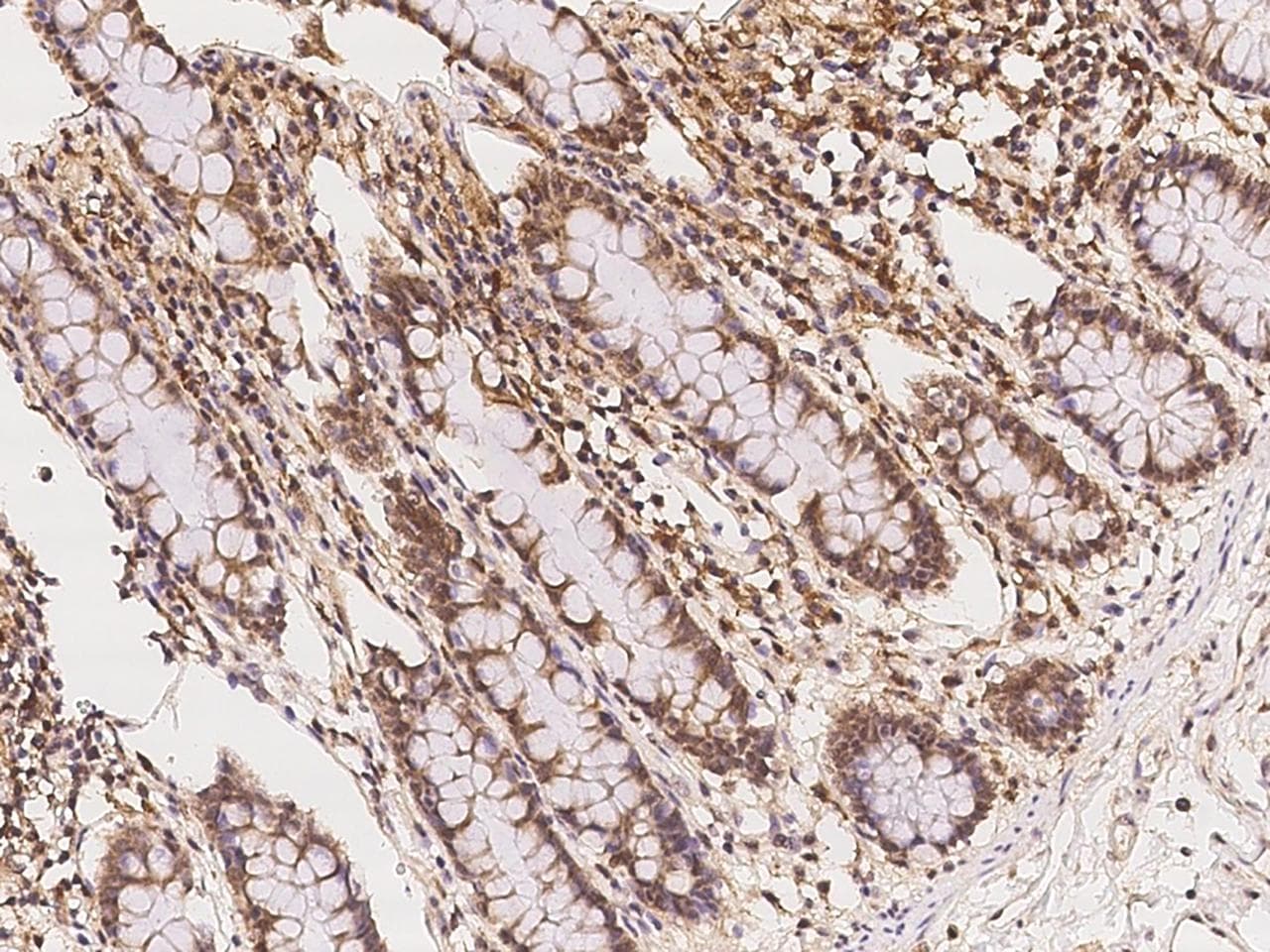 UAP1L1 Antibody