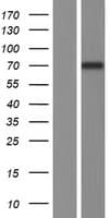 Human NT5C1B Protein (Over-Expression Lysate Myc-DDK (Flag))