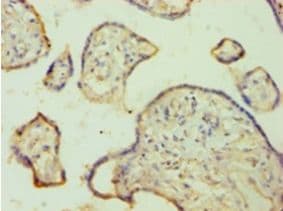 FGA / Fibrinogen Alpha Antibody (aa36-218, Biotin)