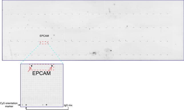 EPCAM Antibody (clone UMAB132)