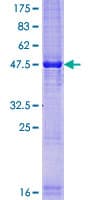 Human TEX19 Protein (Recombinant GST)