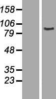 AOC2 / SSAO Protein (Over-Expression Lysate Myc-DDK (Flag))