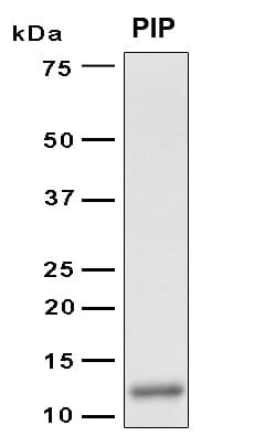 Human PIP / GCDFP-15 Protein (Recombinant 6His, N-terminus)